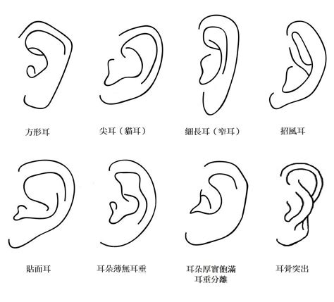 耳型